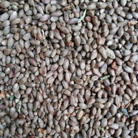 Catalpa fargesii & Chinese bean tree Seeds