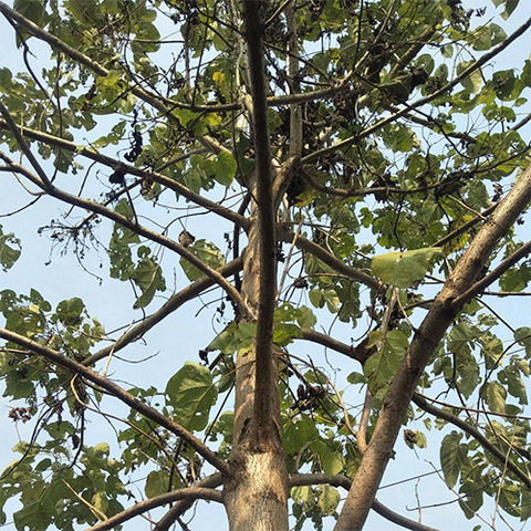 Catalpa fargesii & Chinese bean tree Seeds