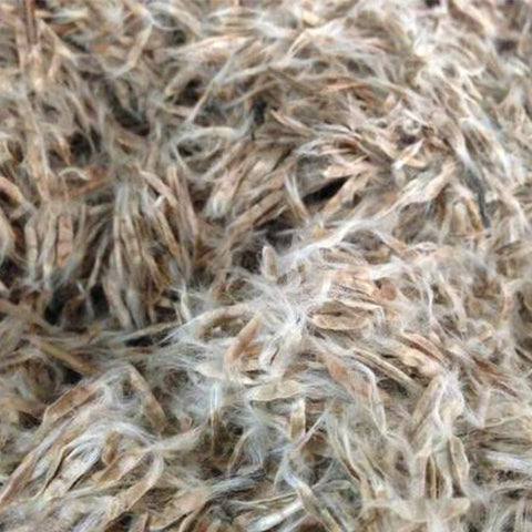 Catalpa-ovata-Yellow-catalpa-Seeds