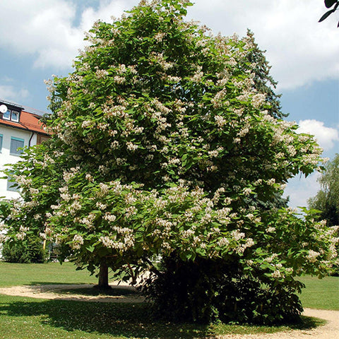 Catalpa-ovata-Yellow-catalpa-Seeds