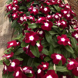 Catharanthus-Roseus-Periwinkle-Seeds