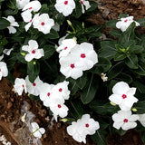 Catharanthus-Roseus-Periwinkle-Seeds