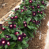 Catharanthus-Roseus-Periwinkle-Seeds