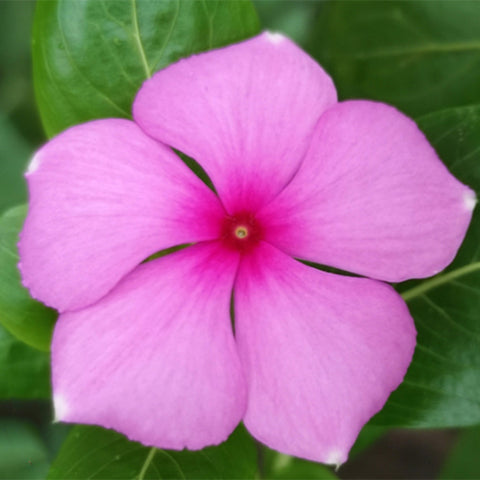 Catharanthus Roseus & Madgascar Periwinkle Seeds