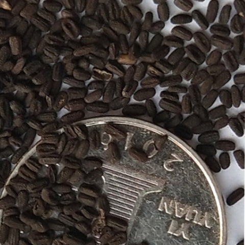 Catharanthus Roseus & Madgascar Periwinkle Seeds