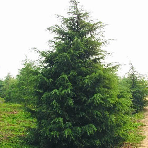 Cedrus deodara & Deodar cedar Seeds