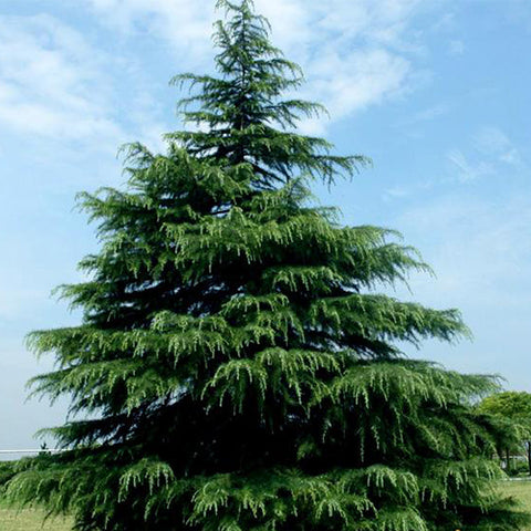 Cedrus deodara & Deodar cedar Seeds