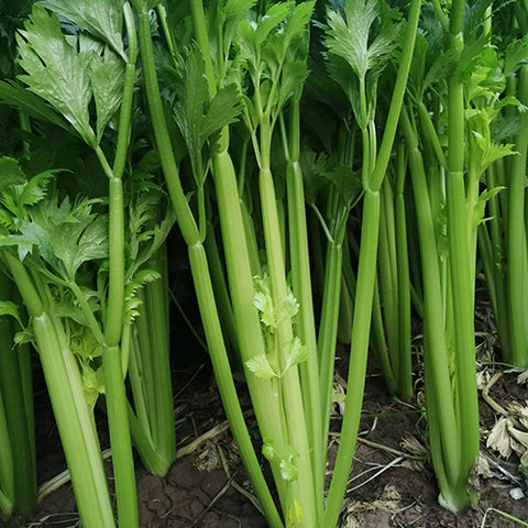 Celery Seeds