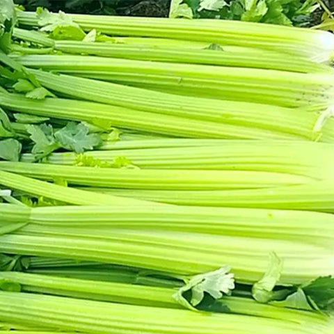 Celery Seeds