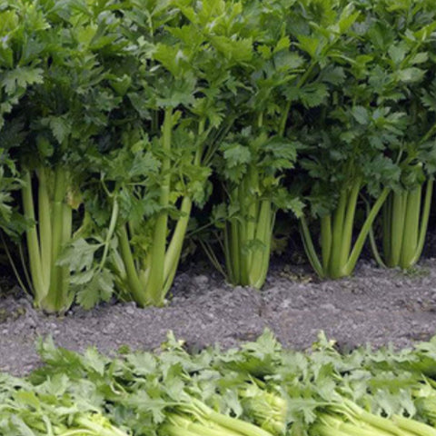 Celery Seeds