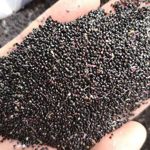 Celosia Argentea & Torch Cockscomb Seeds