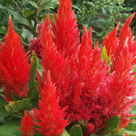 Celosia Argentea & Torch Cockscomb Seeds