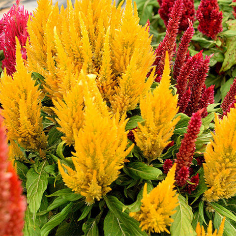 Celosia-Cristata-Cockscomb-Seeds