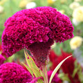 Celosia-Cristata-Cockscomb-Seeds