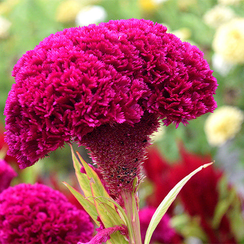 Celosia-Cristata-Cockscomb-Seeds