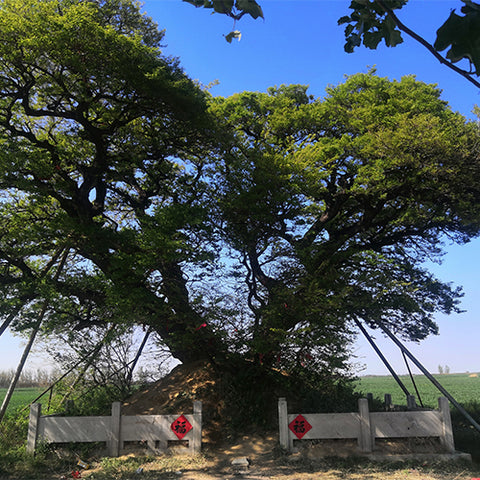 Celtis-bungeana-Bunge's-hackberry-Seeds