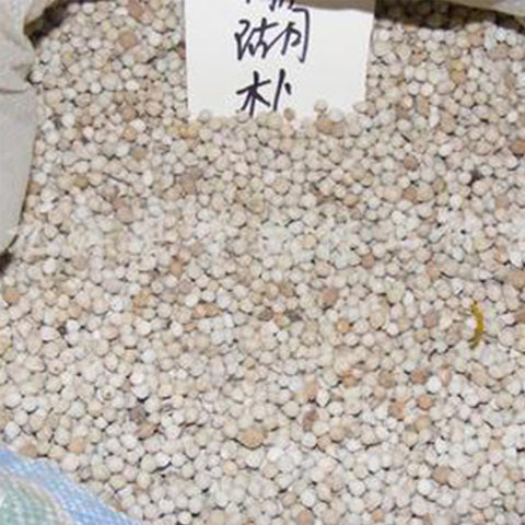 Celtis julianae & Coral park Seeds