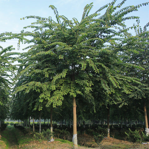 Celtis julianae & Coral park Seeds