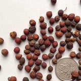 Celtis-koraiensis-Korean-hackberry-Seeds