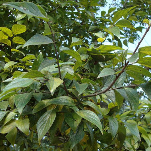 Celtis-tetrandra-Seeds