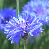 Centaurea-Cyanus-Cornflower-Seeds