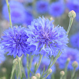 Centaurea-Cyanus-Cornflower-Seeds