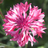 Centaurea-Cyanus-Cornflower-Seeds