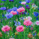 Centaurea-Cyanus-Cornflower-Seeds