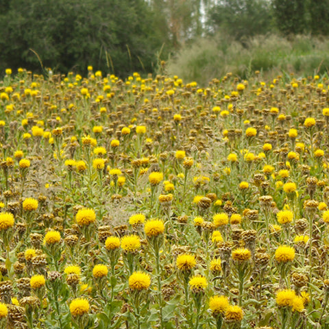Centaurea Uniflora & Cornflower Seeds