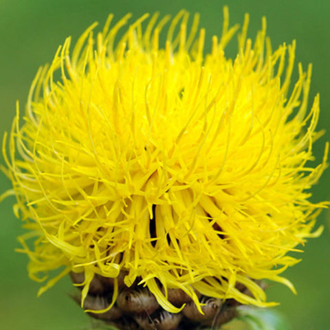 Centaurea Uniflora & Cornflower Seeds