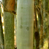 Cephalostachyum pergracile & Fragrant Glutinous bamboo Seeds