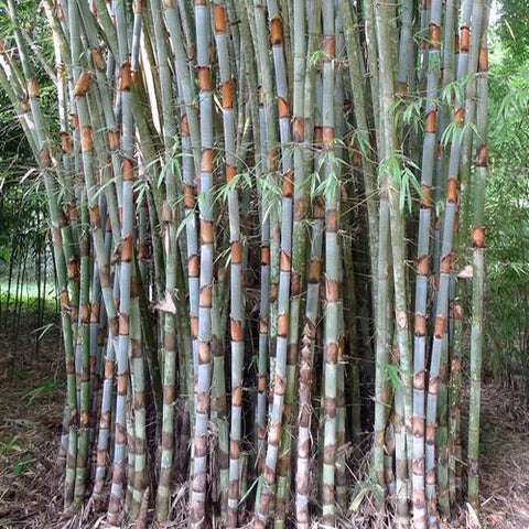Cephalostachyum pergracile & Fragrant Glutinous bamboo Seeds