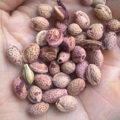 Cerasus cerasoides & Wild Himalayan cherry Seeds