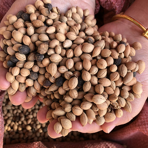 Cerasus-humilis-Calcium-fruit-Seeds