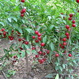Cerasus-humilis-Calcium-fruit-Seeds