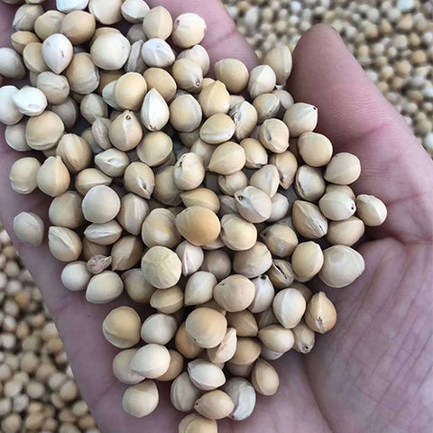 Cerasus spp & Cherry Seeds