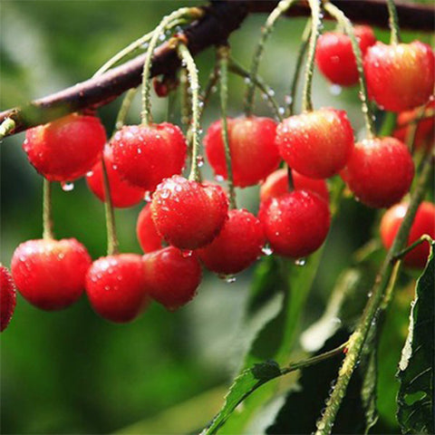 Cerasus spp & Cherry Seeds