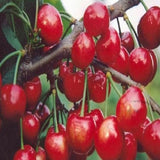 Cerasus spp & Cherry Seeds
