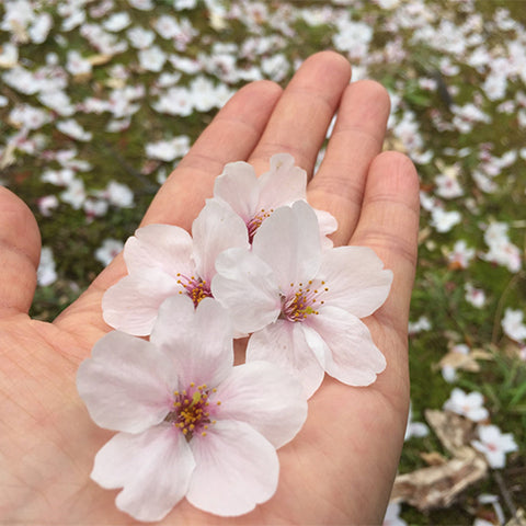 Cerasus-subhirtella-Prunus-subhirtella-Seeds