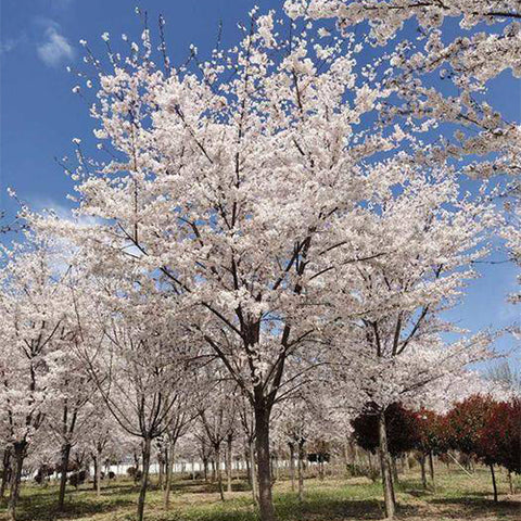 Cerasus-subhirtella-Prunus-subhirtella-Seeds
