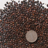 Cercis-chinensis-Bauhinia-Seeds