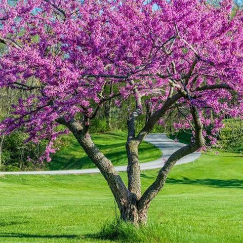 Cercis-chinensis-Bauhinia-Seeds