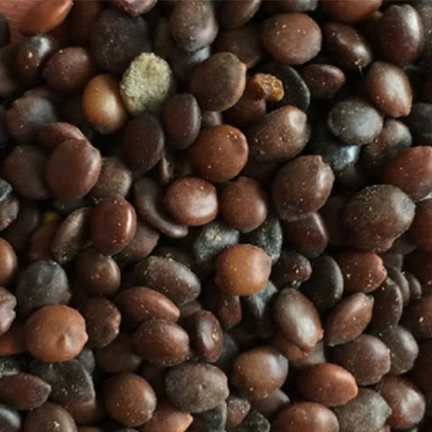 Cercis-glabra-Bauhinia-Seeds