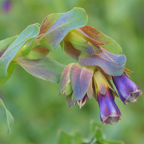 Cerinthe-Major-Seeds
