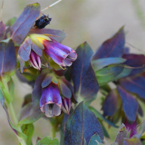 Cerinthe-Major-Seeds