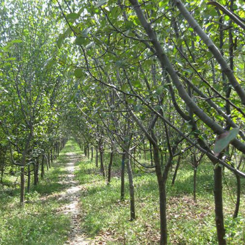 Chaenomeles sinensis & Chinese quince Seeds