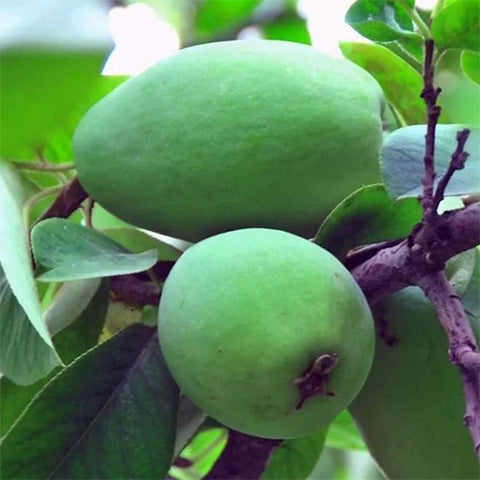 Chaenomeles sinensis & Chinese quince Seeds