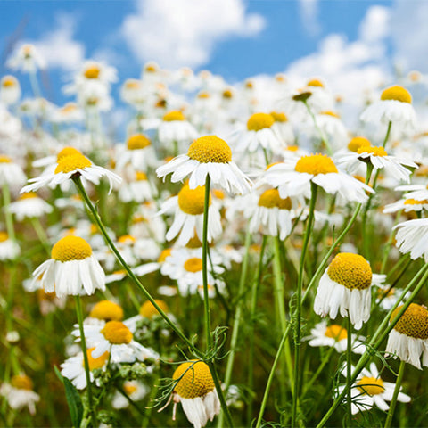 Chamaemelum-Nobile-Chamomilia-Seeds