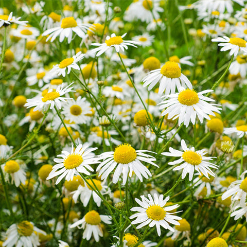 Chamaemelum-Nobile-Chamomilia-Seeds