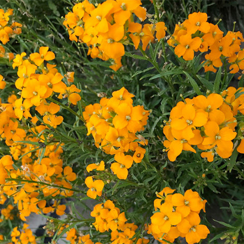 Cheiranthus-Allionii-Wall-Flowers-Seeds